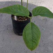 Image of Arisaema petelotii  K. Krause.