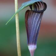 Image of Arisaema polyphyllum  (Blanco) Merr..