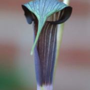 Image of Arisaema polyphyllum  (Blanco) Merr..