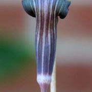 Image of Arisaema polyphyllum  (Blanco) Merr..