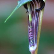 Image of Arisaema polyphyllum  (Blanco) Merr..