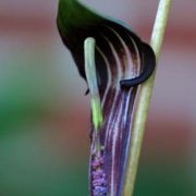 Image of Arisaema polyphyllum  (Blanco) Merr..