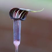 Image of Arisaema polyphyllum  (Blanco) Merr..