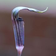 Image of Arisaema polyphyllum  (Blanco) Merr..