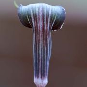 Image of Arisaema polyphyllum  (Blanco) Merr..