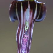 Image of Arisaema polyphyllum  (Blanco) Merr..