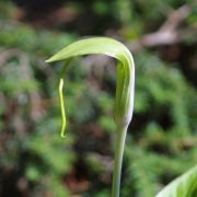 Image of Arisaema prazeri  Hook f..