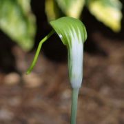 Image of Arisaema prazeri  Hook f..