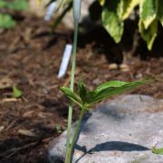 Image of Arisaema prazeri  Hook f..