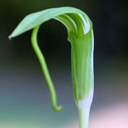 Image of Arisaema prazeri  Hook f..