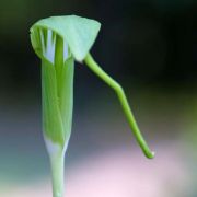 Image of Arisaema prazeri  Hook f..