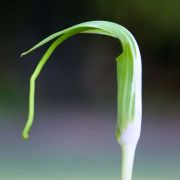 Image of Arisaema prazeri  Hook f..