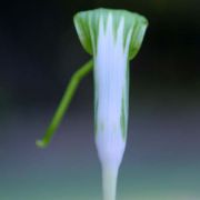 Image of Arisaema prazeri  Hook f..