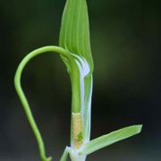 Image of Arisaema prazeri  Hook f..