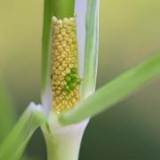 Image of Arisaema prazeri  Hook f..