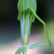 Image of Arisaema prazeri  Hook f..