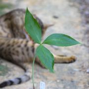 Image of Arisaema prazeri  Hook f..