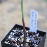 Image of Arisaema prazeri  Hook f..