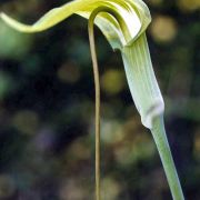 Image of Arisaema prazeri  Hook f..