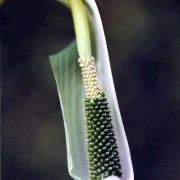 Image of Arisaema prazeri  Hook f..