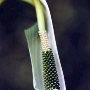 Image of Arisaema prazeri  Hook f..