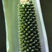 Image of Arisaema prazeri  Hook f..