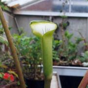 Image of Arisaema putii  Gagn..