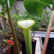 Image of Arisaema putii  Gagn..