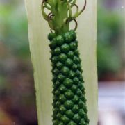 Image of Arisaema putii  Gagn..