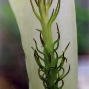 Image of Arisaema putii  Gagn..