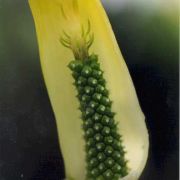 Image of Arisaema putii  Gagn..