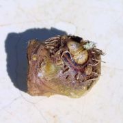 Image of Arisaema ramulosum  Alderw..