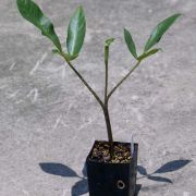 Image of Arisaema ramulosum  Alderw..