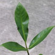 Image of Arisaema ramulosum  Alderw..