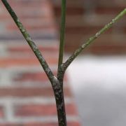 Image of Arisaema ramulosum  Alderw..