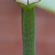 Image of Arisaema ramulosum  Alderw..