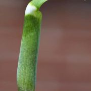 Image of Arisaema ramulosum  Alderw..