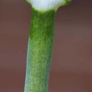 Image of Arisaema ramulosum  Alderw..