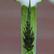 Image of Arisaema ramulosum  Alderw..