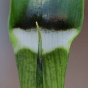 Image of Arisaema ramulosum  Alderw..