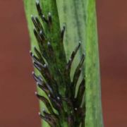 Image of Arisaema ramulosum  Alderw..