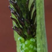 Image of Arisaema ramulosum  Alderw..