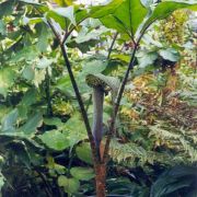 Image of Arisaema rhizomatum  C.E.C. Fisher.