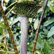 Image of Arisaema rhizomatum  C.E.C. Fisher.