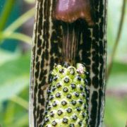 Image of Arisaema rhizomatum  C.E.C. Fisher.