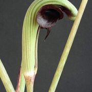 Image of Arisaema ringens  (Thunb.) Schott.