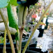 Image of Arisaema ringens  (Thunb.) Schott.