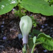 Image of Arisaema ringens  (Thunb.) Schott.