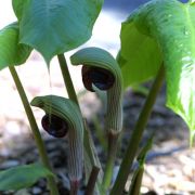 Image of Arisaema ringens  (Thunb.) Schott.