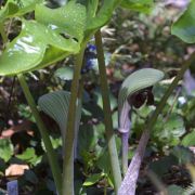 Image of Arisaema ringens  (Thunb.) Schott.